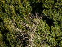 Graureiher auf Baumstamm mit totem Geäst am Ufer